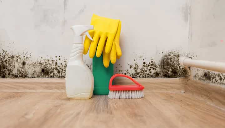 Know About Mold Removal In Lynnview