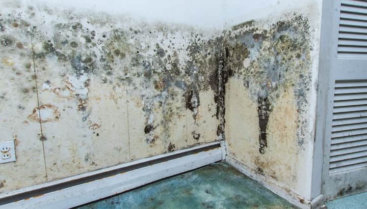 Mold Damage Odor Control Services in Lynnview