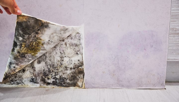 Mold Remediation and Removal Services in Lynnview